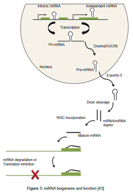 Drug-Development-Research-biogenesis-function