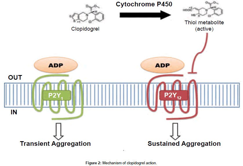 Drug-Development-Research-clopidogrel-action