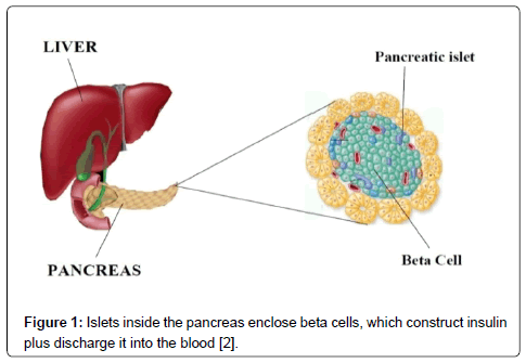 Drug-Development-Research-pancreas-enclose-beta-cells