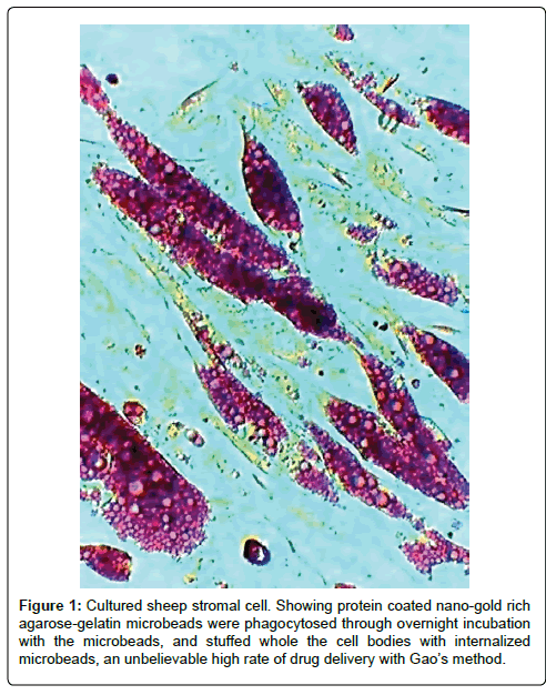 Drug-Development-Research-sheep-stromal