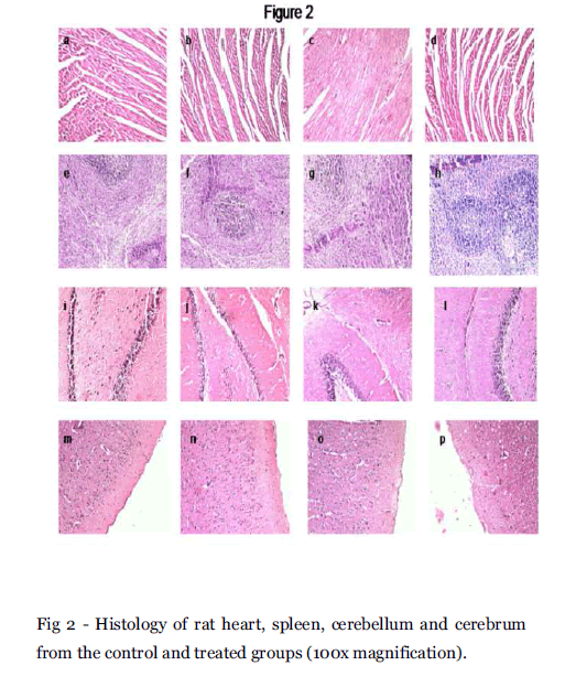 Drug-Development-cerebellum-cerebrum