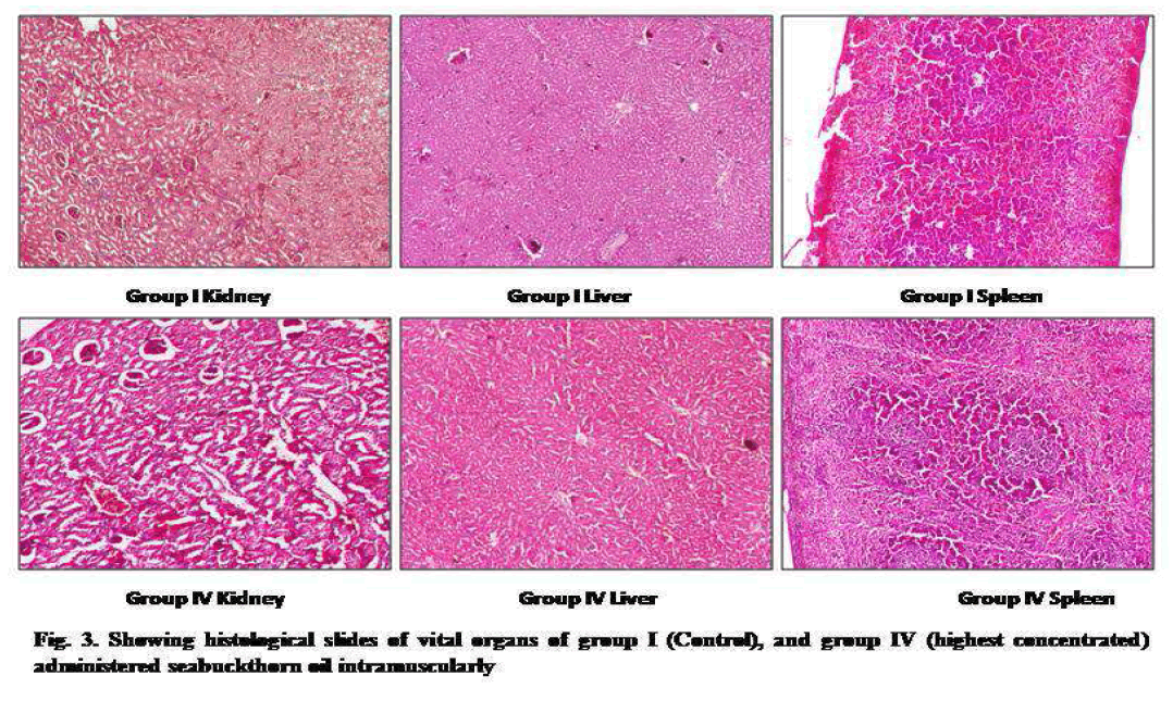 Drug-Development-vital-organs