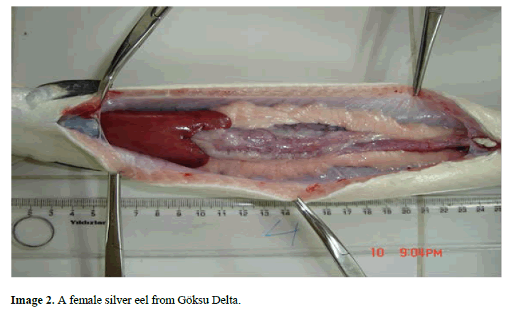 Fisheries-Sciences-A-female-silver-eel-from-GÃ¶ksu-Delta