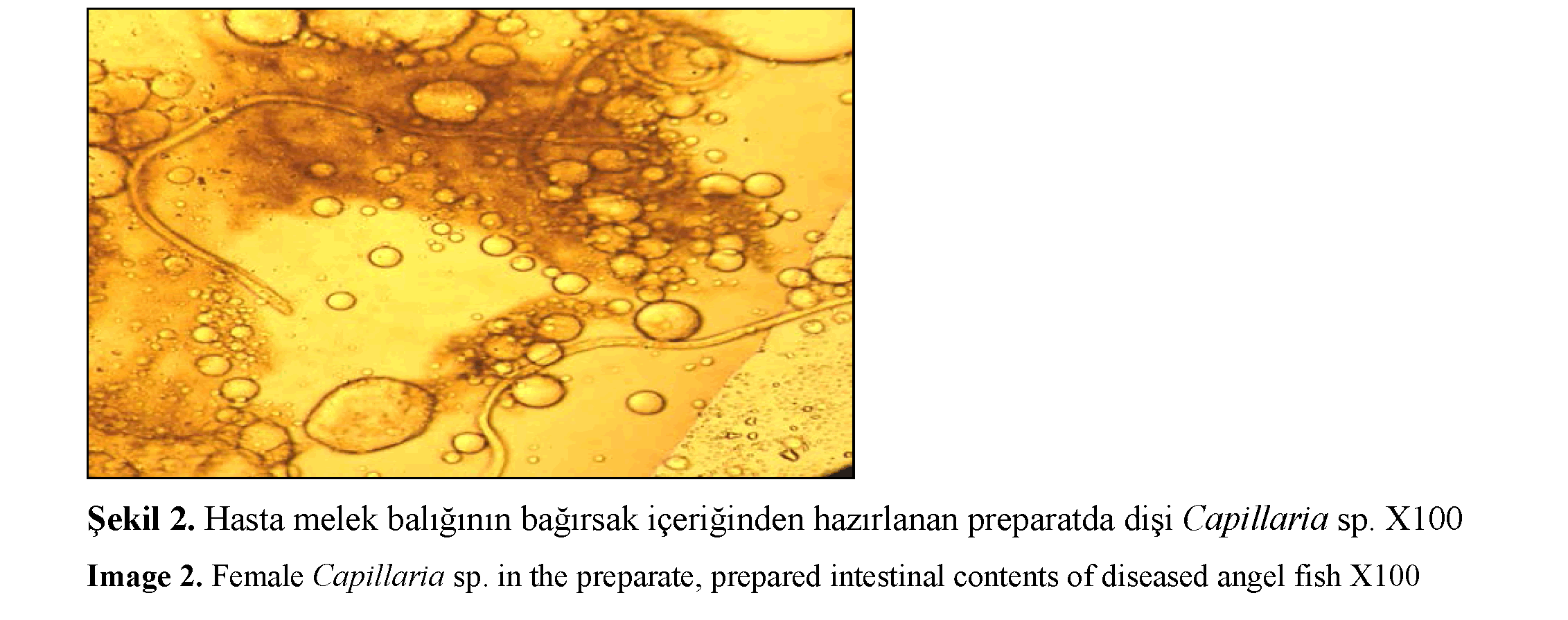 Fisheries-Sciences-Female-Capillaria-sp-preparate-prepared-intestinal-contents