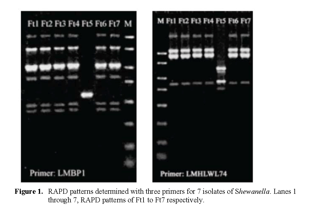 Fisheries-Sciences-RAPD-patterns-determined-with-three-primers