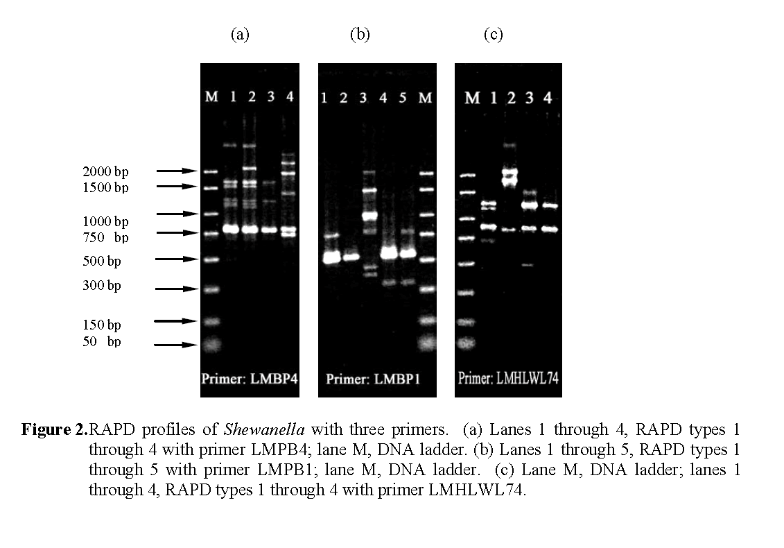 Fisheries-Sciences-RAPD-profiles-Shewanella-with-three-primers