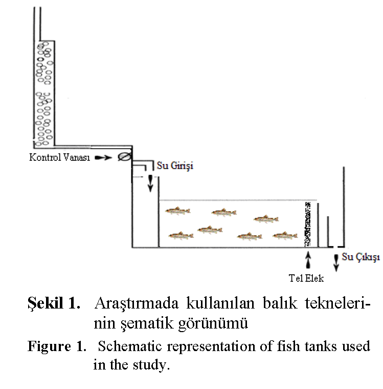 Fisheries-Sciences-Schematic-representation-of-fish-tanks-used-in-the-study