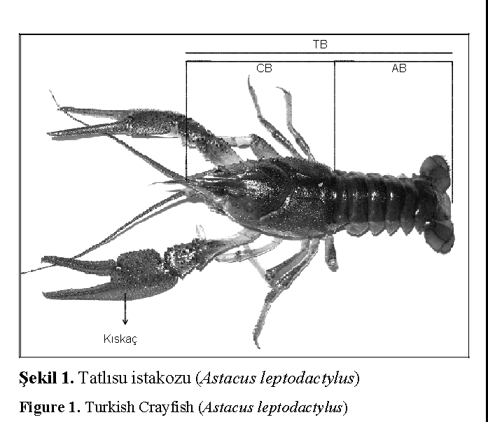 Fisheries-Sciences-Turkish-Crayfish-(Astacus-leptodactylus)