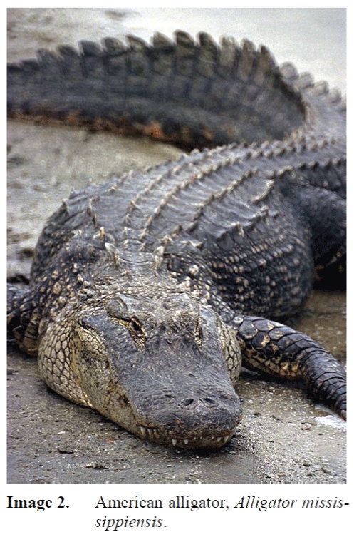 FisheriesSciences-American-alligator