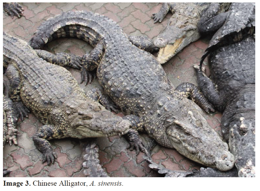 FisheriesSciences-Chinese-Alligator