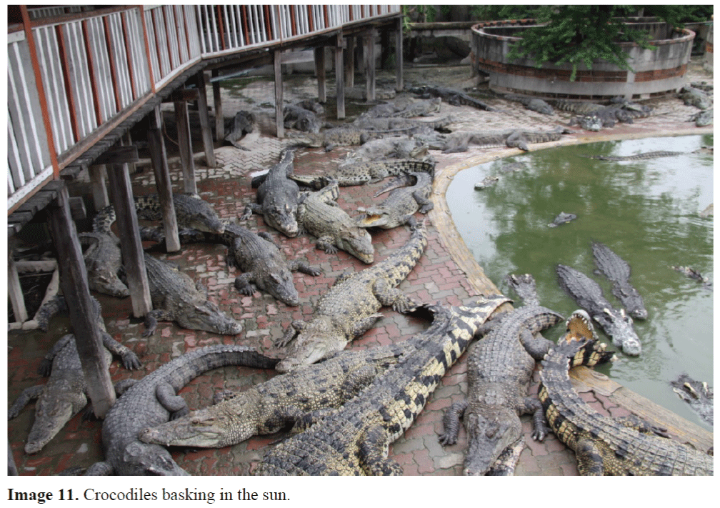 Semi-aquatic aquaculture: a review of crocodile farming