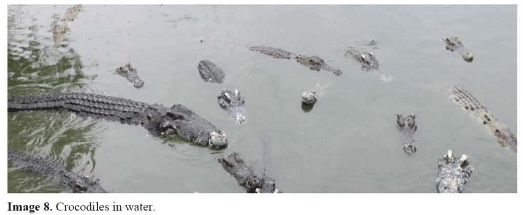 FisheriesSciences-Crocodiles-in-water