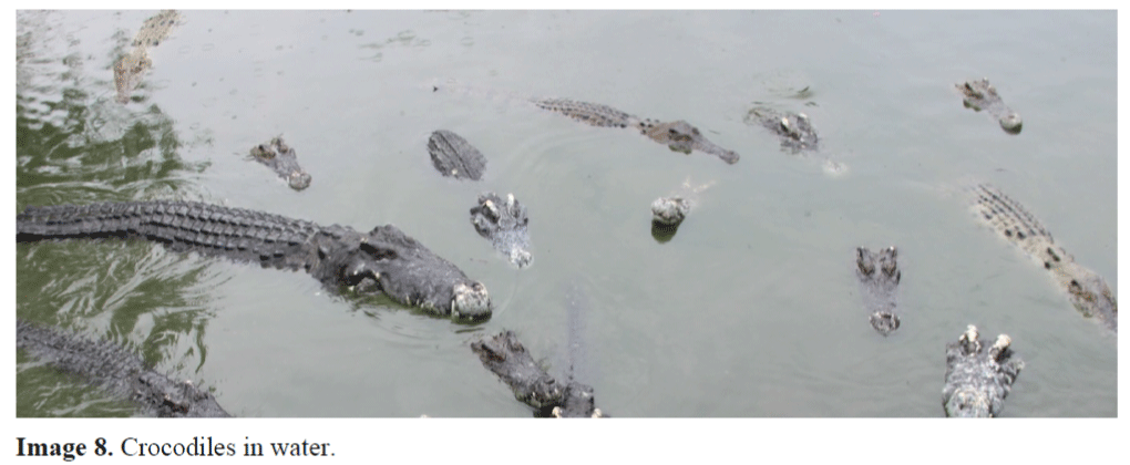 Crocodile farming economically viable in Sarawak