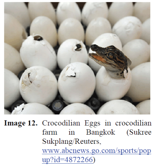FisheriesSciences-Crocodilian-Eggs
