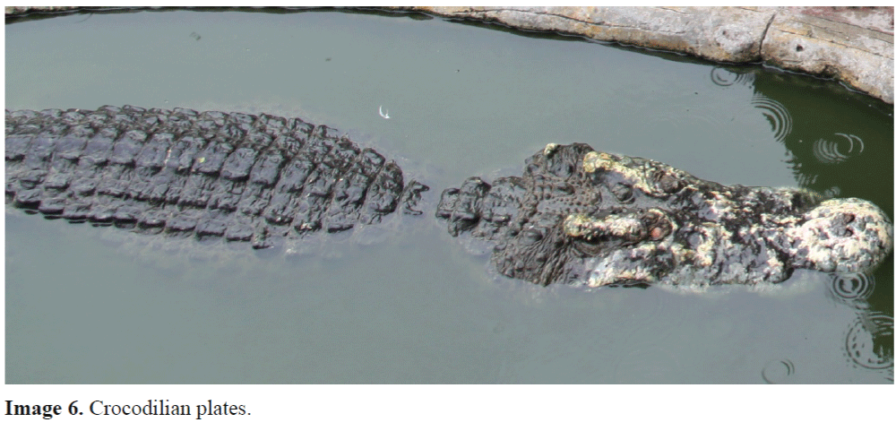 Semi-aquatic aquaculture: a review of crocodile farming
