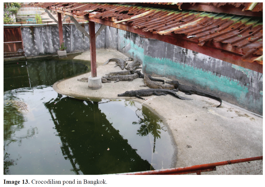 Crocodile farming economically viable in Sarawak