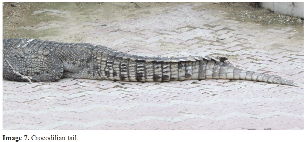 FisheriesSciences-Crocodilian-tail