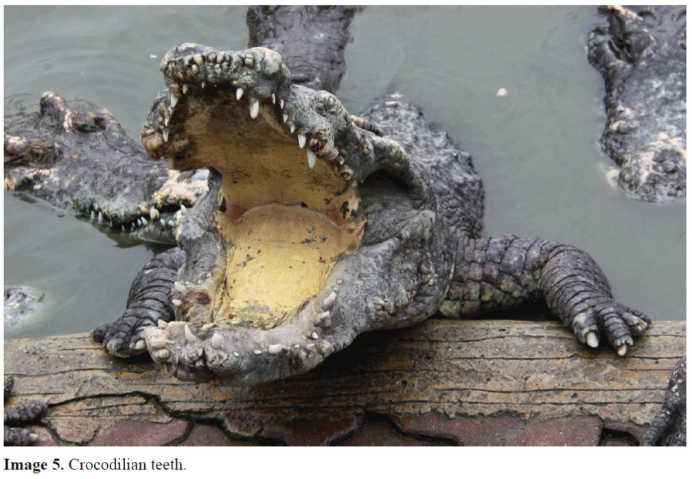 FisheriesSciences-Crocodilian-teeth
