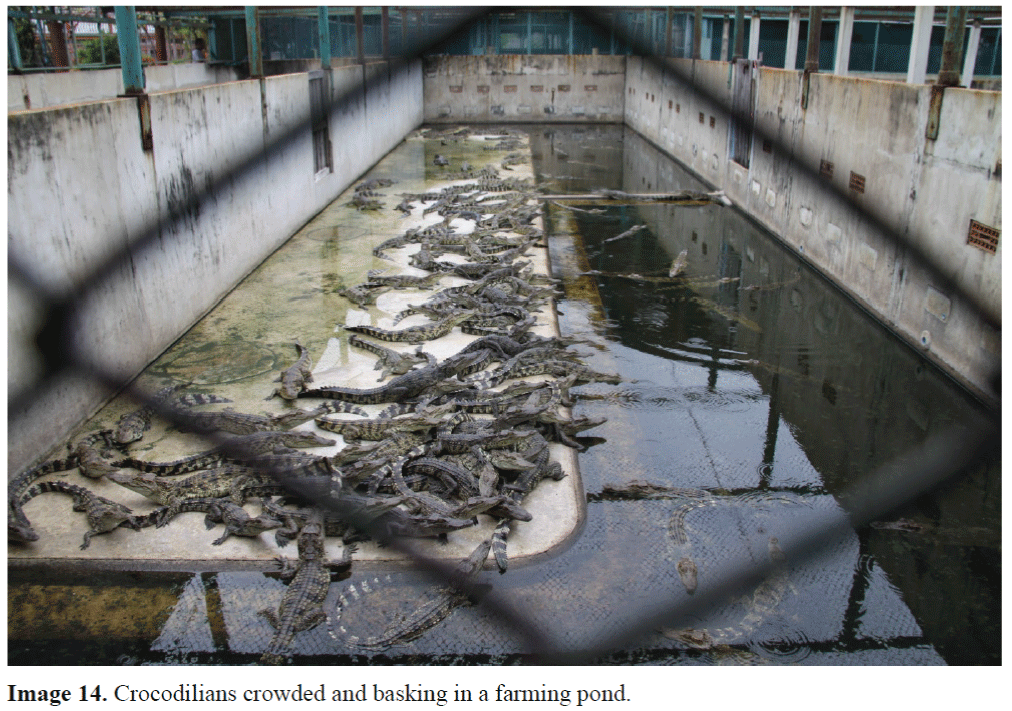 FisheriesSciences-Crocodilians-crowded