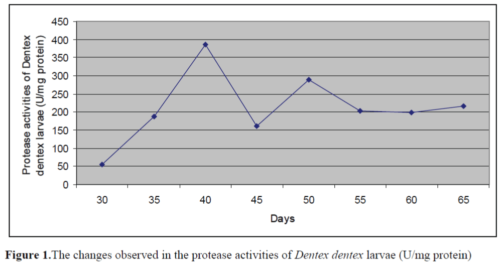 FisheriesSciences-Dentex-dentex-larvae