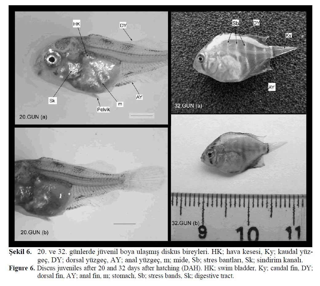 FisheriesSciences-Discus-juveniles