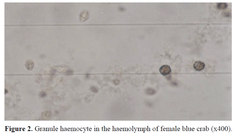 FisheriesSciences-Granule-haemocyte