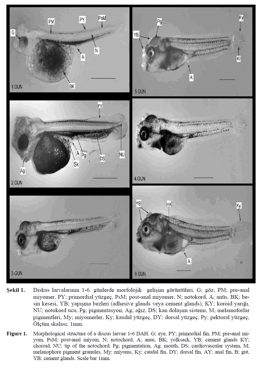 FisheriesSciences-Morphological-structure