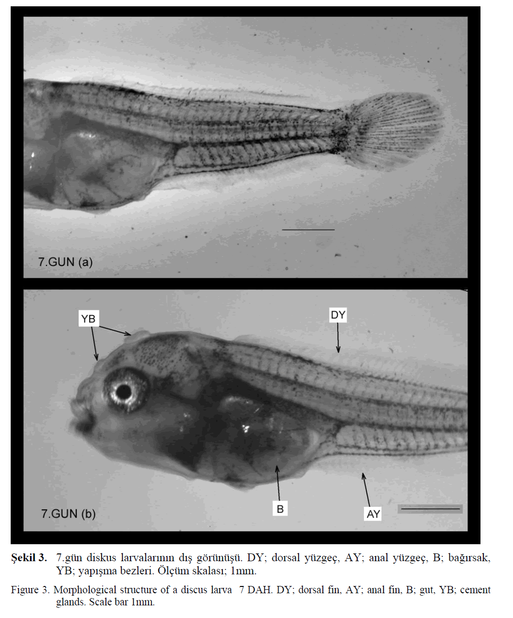 FisheriesSciences-Morphological-structure-discus