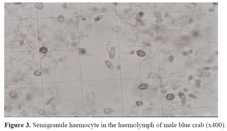 FisheriesSciences-Semigranule-haemocyte