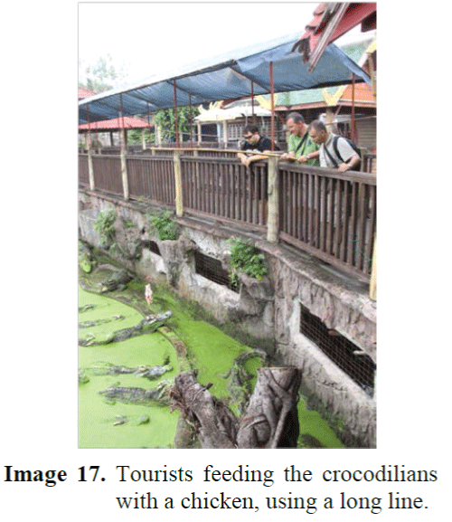 FisheriesSciences-Tourists-feeding-crocodilians