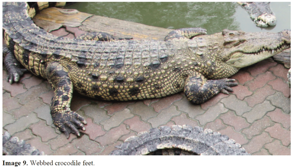 FisheriesSciences-Webbed-crocodile-feet