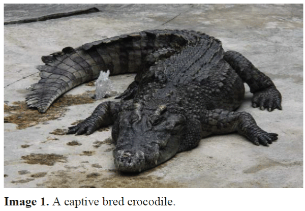 FisheriesSciences-captive-bred-crocodile