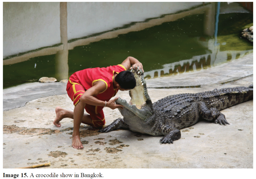 Your Crocodile Skin City Steamer is keeping crocodiles alive