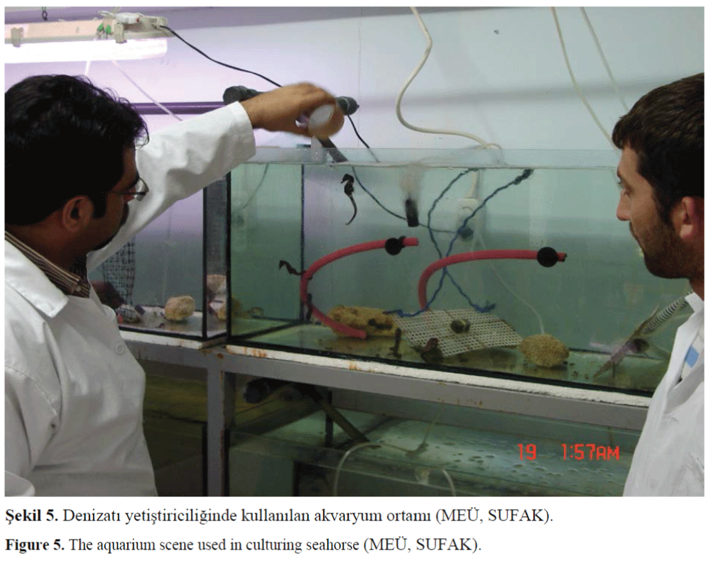 FisheriesSciences-culturing-seahorse