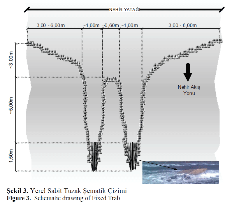 FisheriesSciences-drawing-Fixed-Trab