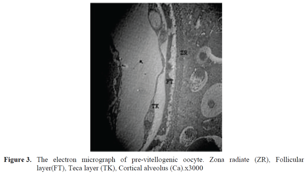 FisheriesSciences-electron-micrograph-pre-vitellogenic