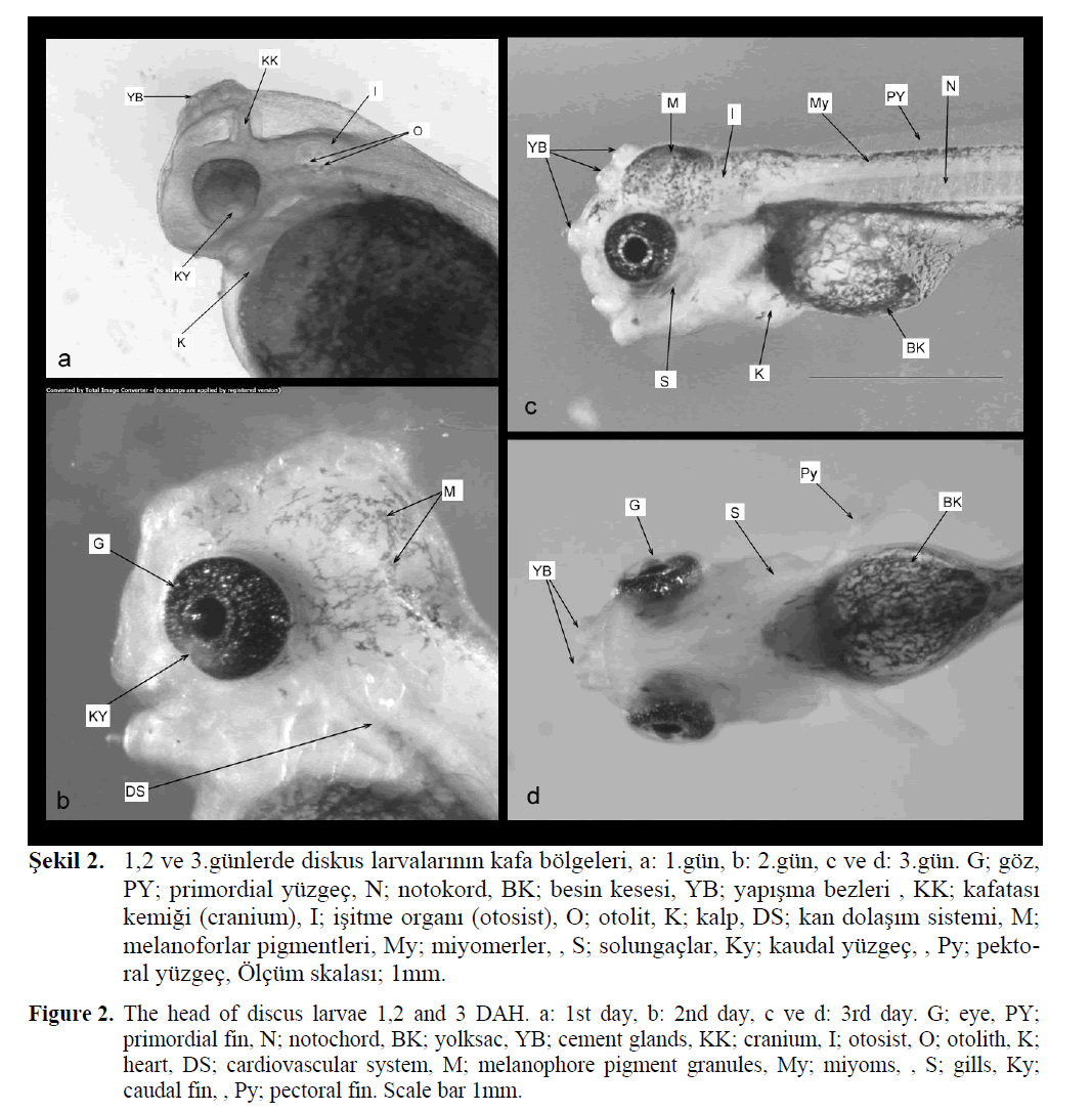 FisheriesSciences-head-discus-larvae