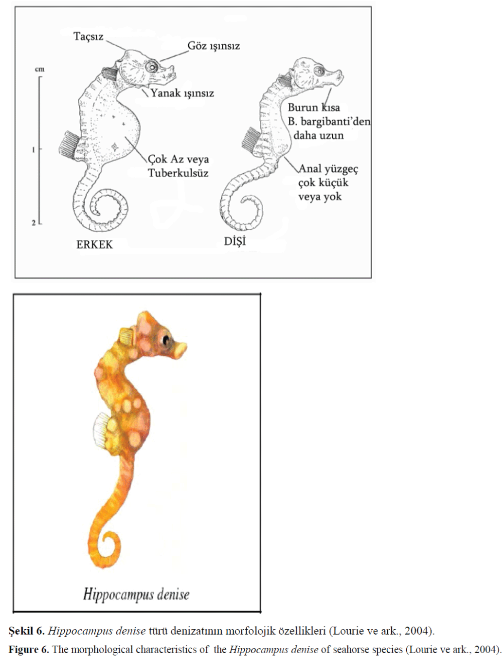 FisheriesSciences-morphological-characteristics