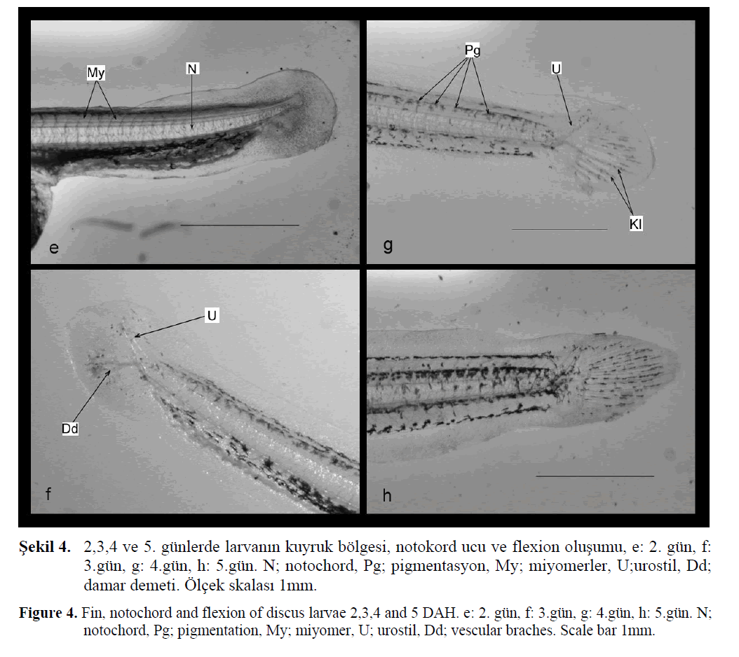 FisheriesSciences-notochord-flexion