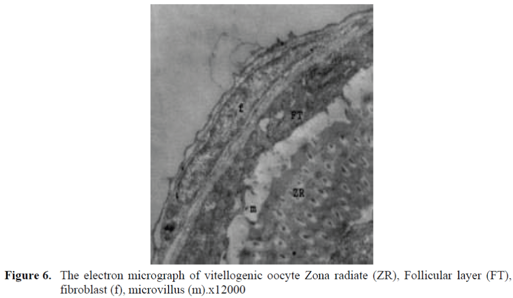 FisheriesSciences-oocyte-Zona-radiate