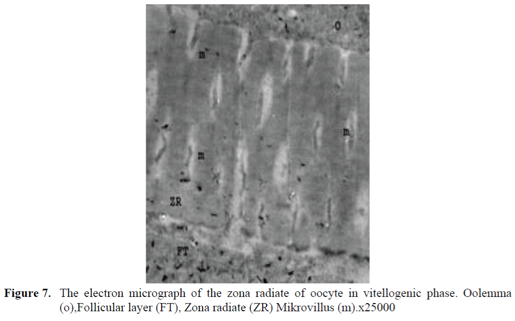 FisheriesSciences-oocyte-vitellogenic-phase