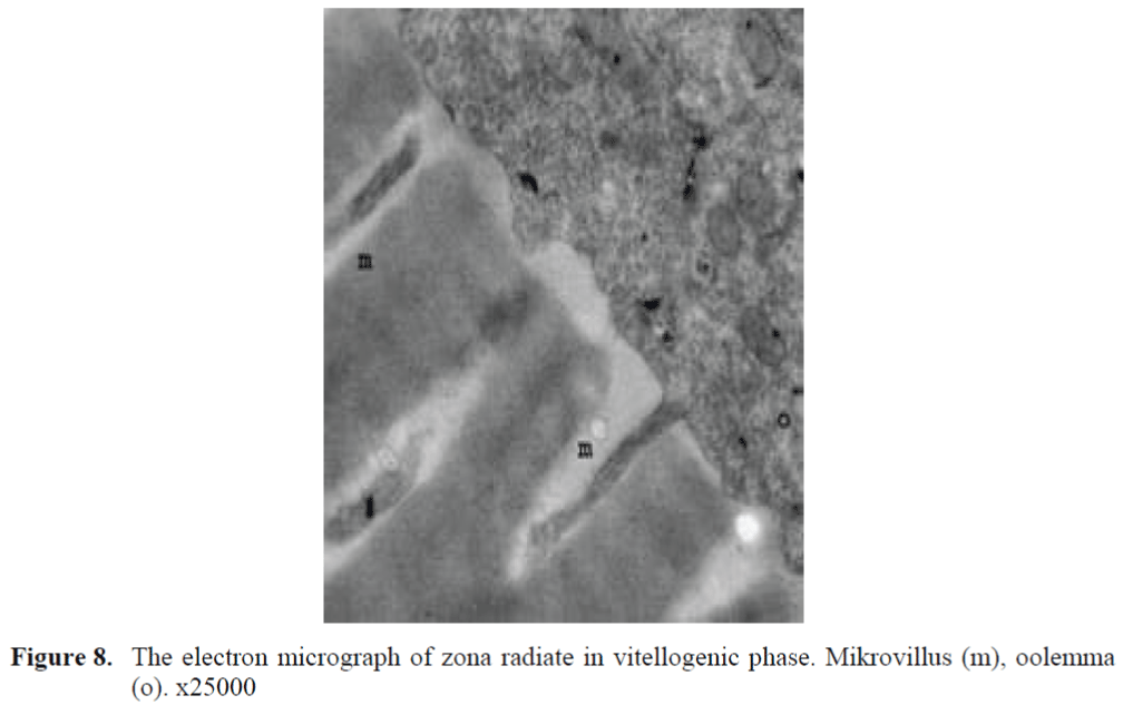 FisheriesSciences-vitellogenic-phase-Mikrovillus