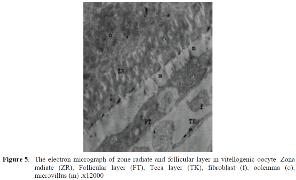 FisheriesSciences-zone-radiate-follicular