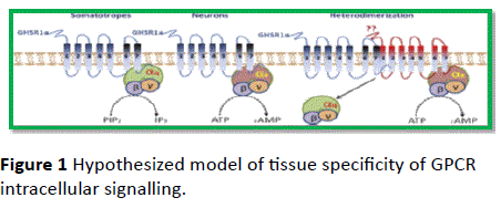 HSJ-GPCR-intracellular-signalling