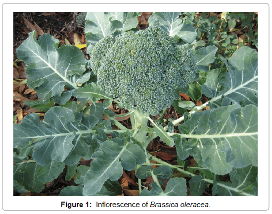 International-Journal-Brassica-oleracea