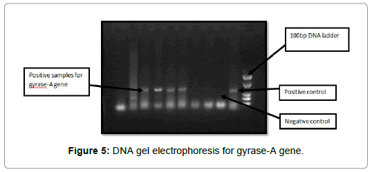 International-Journal-DNA-gel-electrophoresis