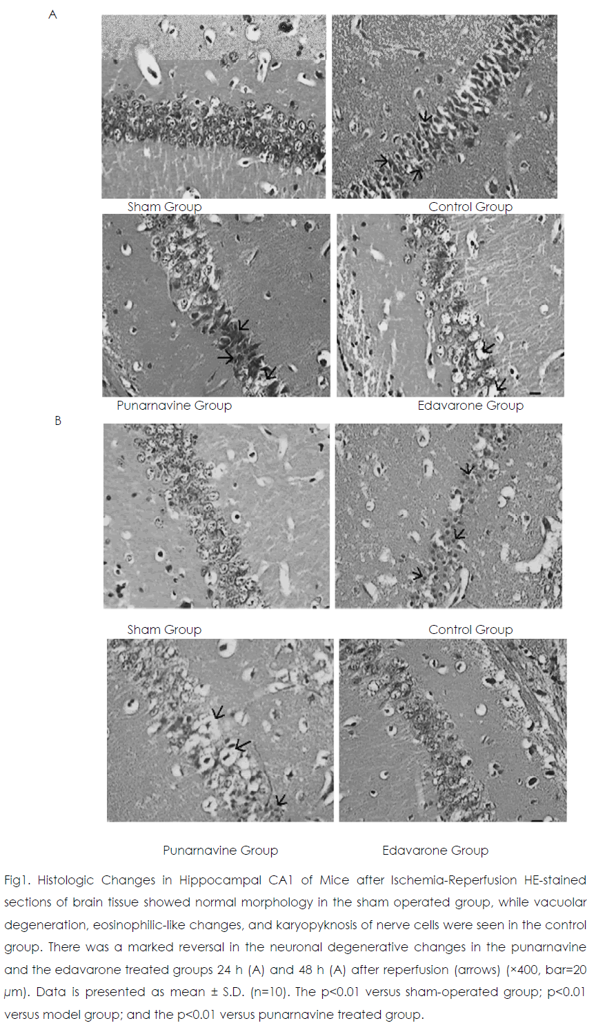 International-Journal-Histologic-Changes