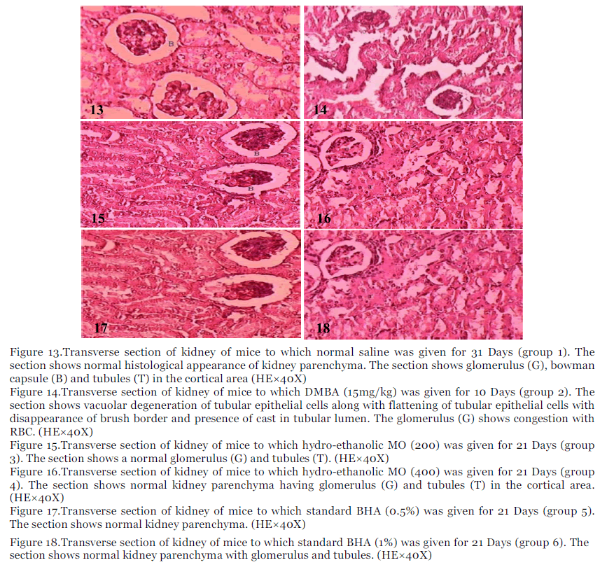 International-Journal-cortical-area