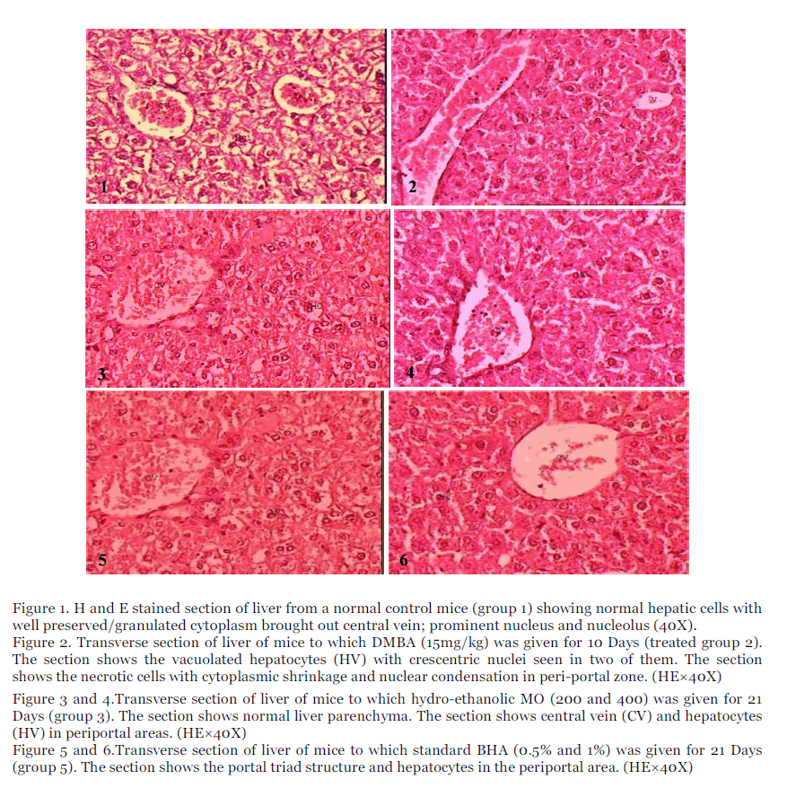 International-Journal-hepatic-cells