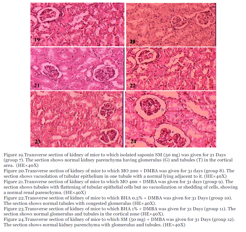 International-Journal-kidney-parenchyma